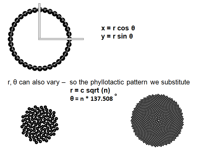 Phyllotaxis formula 2